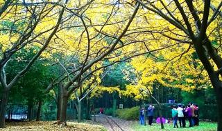 共青森林公园怎么去